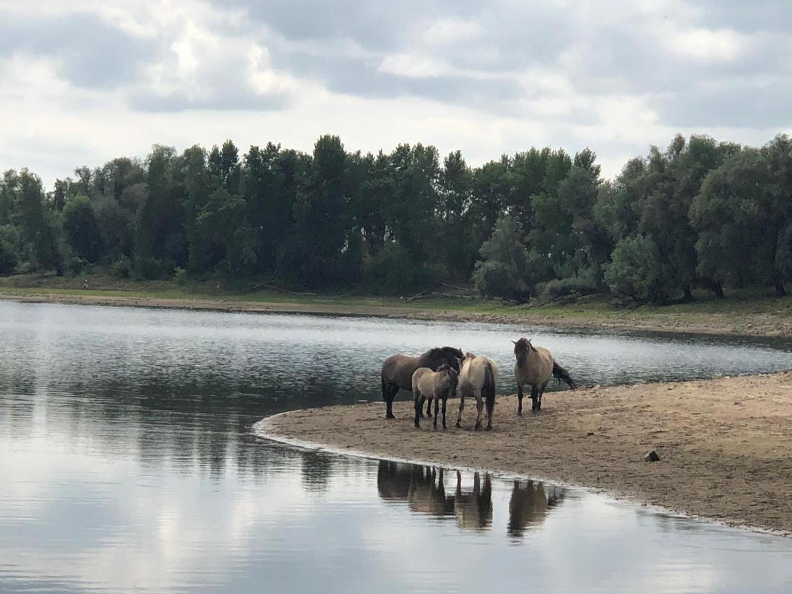 De Hazelaarshof Luxe Glampingtent Bij Natuurgebied De Millingerwaard Kekerdom Экстерьер фото